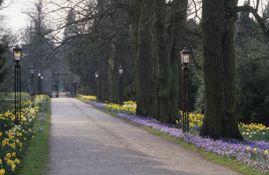 Avenue in Spring