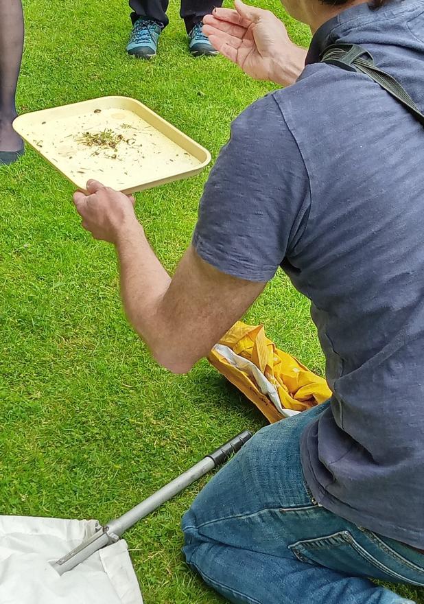 Tray of Insects Found During a Wild Walk at Clare