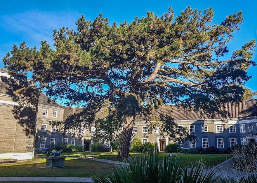 Tree inside Memorial Court