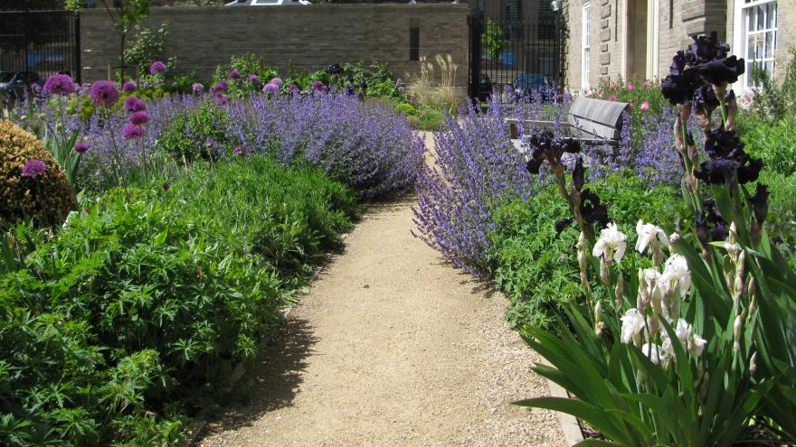 Ashby Court nepeta & iris