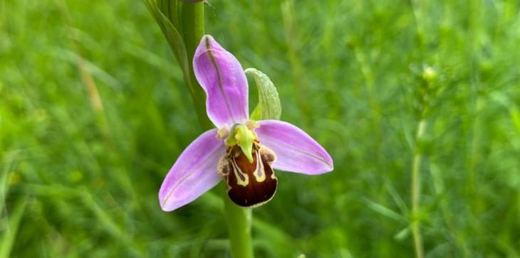 Bee orchid