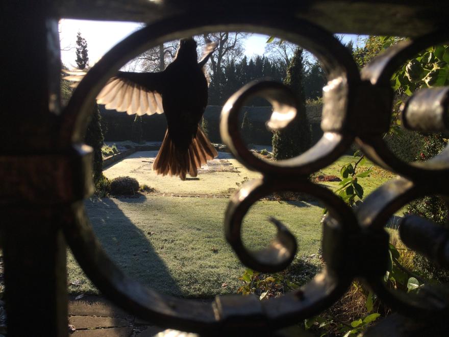 Bird captured through pond gate